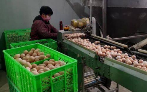 武清區農副產品供應充足，全力保障百姓生活必需品需求